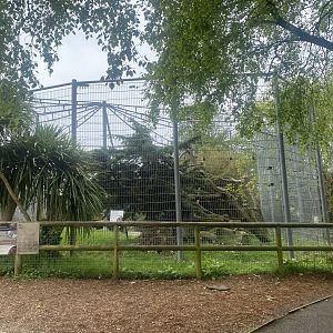 Carpathian lynx enclosure 060523