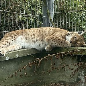Carpathian lynx 060523