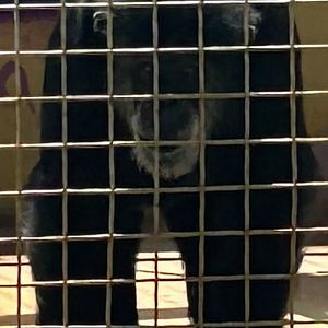 Jun. 2023- Chimpanzee