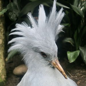Kagu (Rhynochetos jubatus)