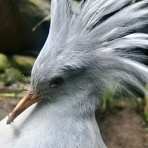 Kagu (Rhynochetos jubatus)
