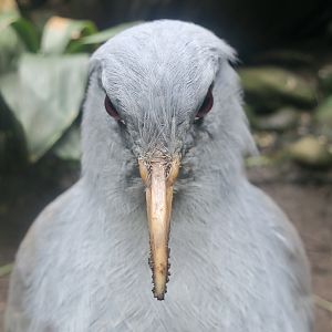 Kagu (Rhynochetos jubatus)