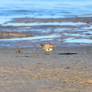 Red-capped Plover