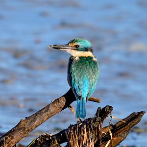 Sacred Kingfisher