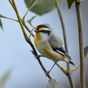 Striated Pardalote
