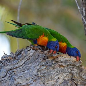 Rainbow Lorikeet