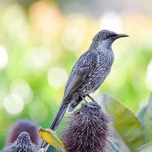 Little Wattlebird