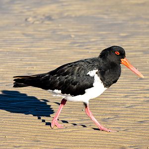Pied Oystercatcher