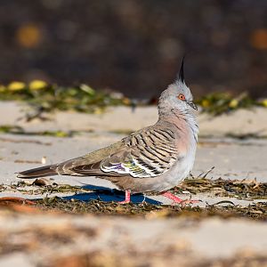 Crested Pigeon