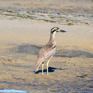 Beach Stone-Curlew
