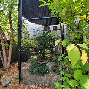 National Aviary - Condor Court, Barred owl