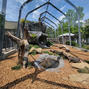 National Aviary - Condor Court, Andean Condor exhibit #1