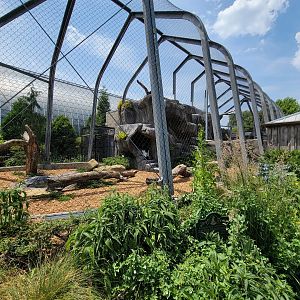 National Aviary - Condor Court, Andean Condor exhibit #1