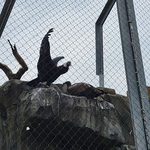 National Aviary - Condor Court, Andean Condor exhibit #1