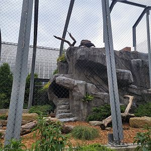 National Aviary - Condor Court, Andean Condor exhibit #1