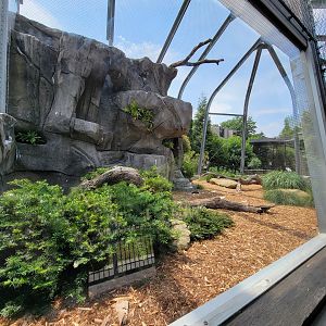 National Aviary - Condor Court, Andean Condor exhibit #2