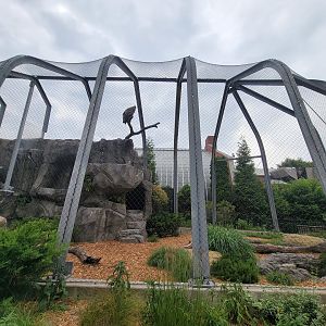 National Aviary - Condor Court, Andean Condor exhibit #2