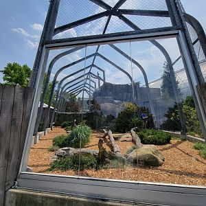 National Aviary - Condor Court, Andean Condor exhibit #2