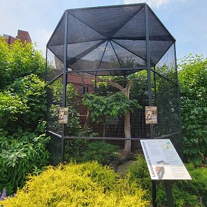 National Aviary - Condor Court, Laughing Kookaburra