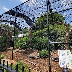 National Aviary - Condor Court, Demoiselle Crane and King Vulture