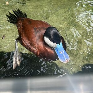 Jun. 2023- Ruddy duck