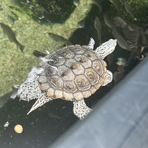 Jun. 2023- Diamondback terrapin