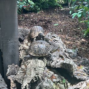 Jun. 2023- Florida box turtles