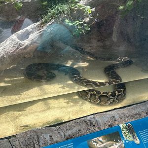Jun. 2023- Burmese python