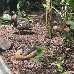 Jun. 2023- Fulvous whistling ducks and American black duck