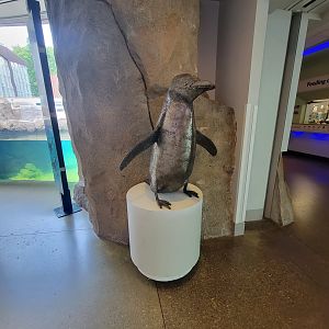 National Aviary - Penguin Point, African penguins