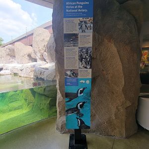 National Aviary - Penguin Point, African penguins