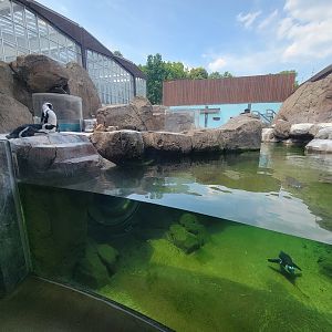 National Aviary - Penguin Point, African penguins