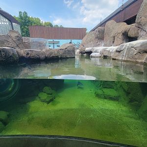 National Aviary - Penguin Point, African penguins