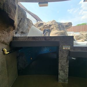 National Aviary - Penguin Point, African penguins