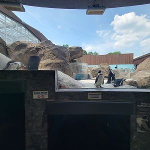 National Aviary - Penguin Point, African penguins