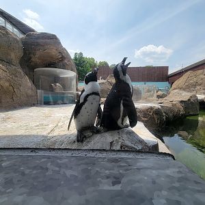 National Aviary - Penguin Point, African penguins