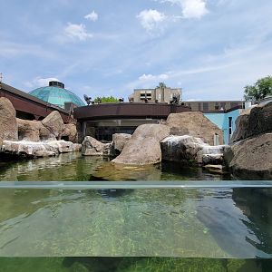 National Aviary - Penguin Point, African penguins