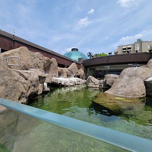 National Aviary - Penguin Point, African penguins