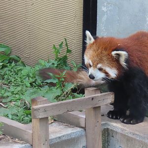 Red panda