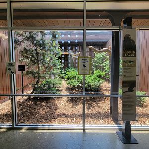 National Aviary - Eagle Hall, Golden eagle (formerly bald eagle)