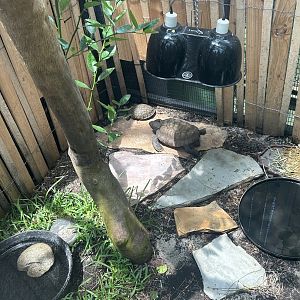 Jun. 2023- Gopher tortoise and Florida box turtle