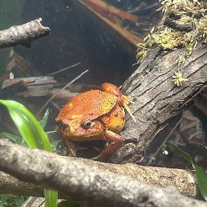 Jun. 2023- Tomato frog