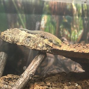 Jun. 2023- Standing’s day gecko