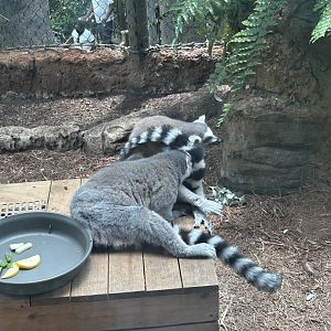 Jun. 2023- Ring-tailed lemurs