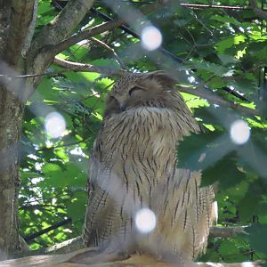 Blakiston's fish owl