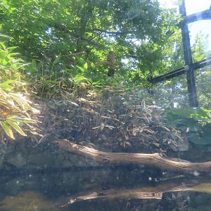 Blakiston's fish owl