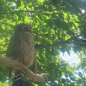Blakiston's fish owl