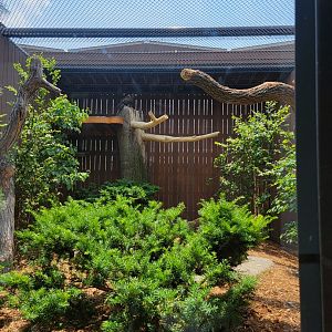 National Aviary - Eagle Hall, Golden eagle (formerly bald eagle)