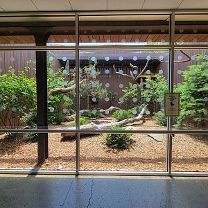 National Aviary - Eagle Hall, Hooded vulture (formerly Steller's sea eagle)
