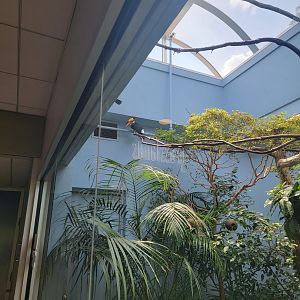 National Aviary - Eagle Hall, Toco toucan and Edwards/Vietnam pheasant